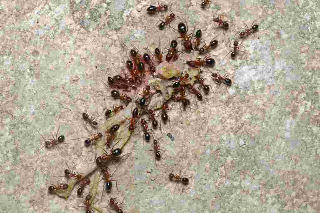 An Infestation Of Carpenter Ants? Take Control Of The Situation By Calling Pest Management Services
