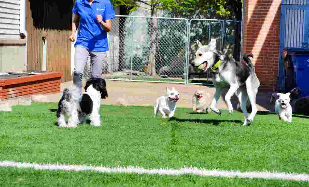 The Benefits of Owning a Doggie Day Care Business
